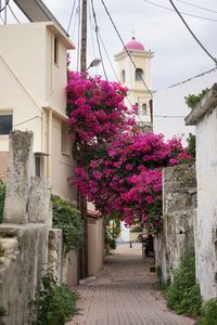 View of flowers