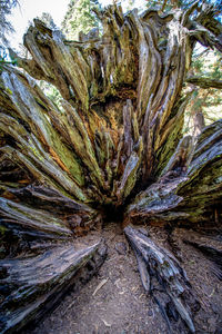 Full frame shot of tree trunk