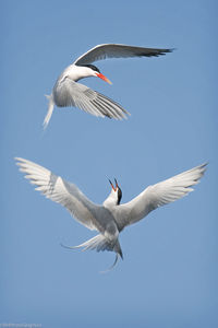 Low angle view of bird flying in clear blue sky