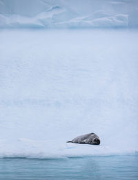 Weddell seal on an iceberg - charlotte bay antarctica