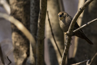 Close-up of bird perching on branch