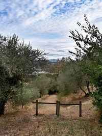 Trees on landscape against sky