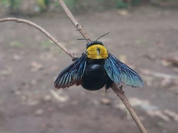 Close-up of butterfly perching on a flower