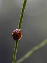 Close-up of ladybug on plant