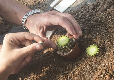 Close-up of hand holding plant