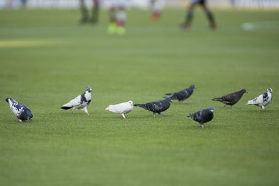 Flock of birds on grassy field