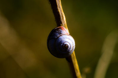 Close-up of snail