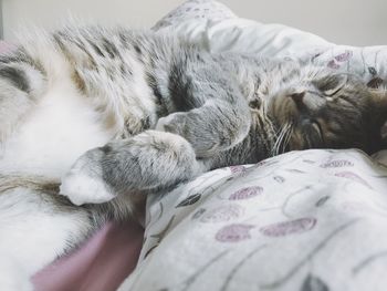 Close-up of cat sleeping on sofa at home