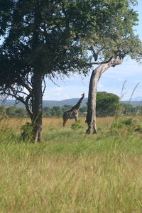 Trees on grassy field