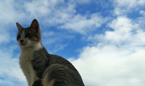 Low angle view of cat looking away against sky