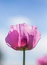 Close-up of pink lotus water lily against sky