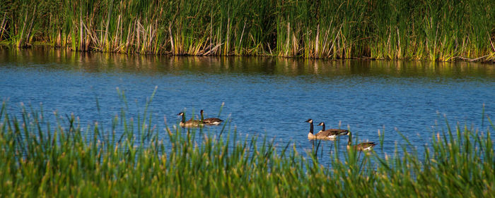 Ducks swimming in lake