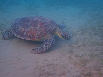 turtle