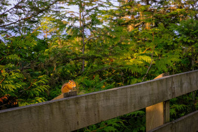 Bird perching on railing by bridge