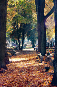 Trees in park during autumn