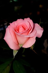 Close-up of pink rose blooming outdoors