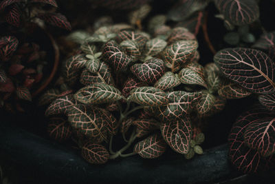 Close-up of christmas decorations