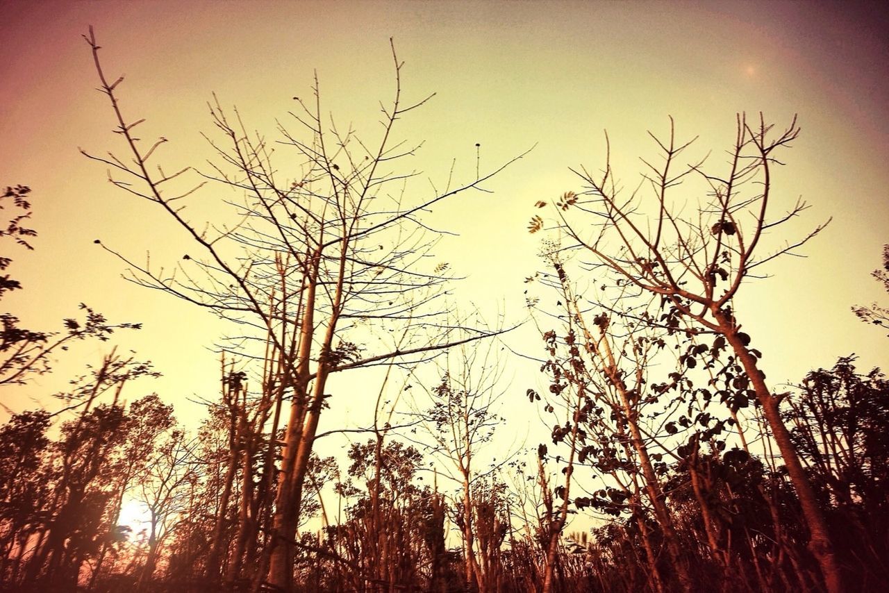 bare tree, tree, branch, silhouette, low angle view, tranquility, sunset, sky, nature, tranquil scene, beauty in nature, scenics, clear sky, growth, tree trunk, outdoors, dusk, no people, idyllic, sun