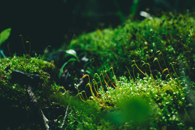 Close-up of plants growing on field