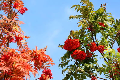 Low angle view of red flowering tree against sky