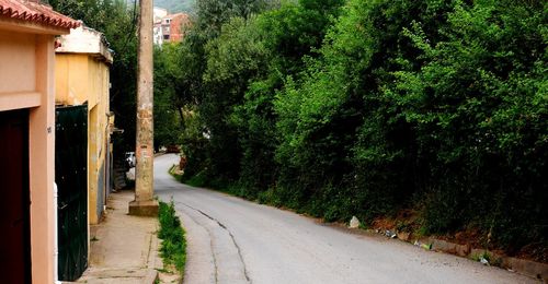 Road amidst trees and buildings