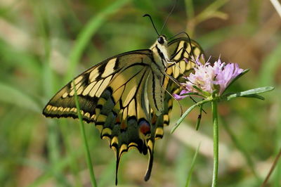 Close-up of butterfly pollinating on flower