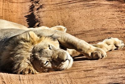 View of cats sleeping