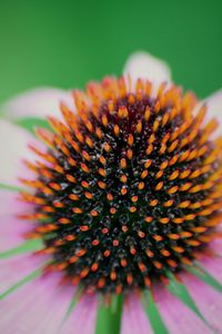 Close up of a flower