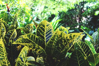 Close-up of fresh green plants