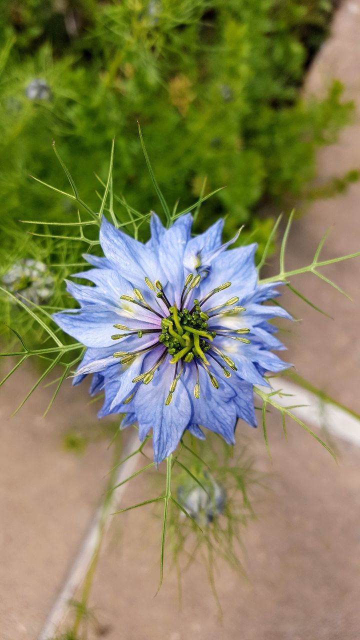 CLOSE UP OF PURPLE FLOWER