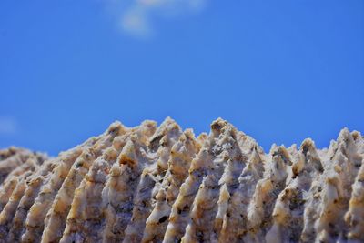 Low angle view of dead plants against clear blue sky