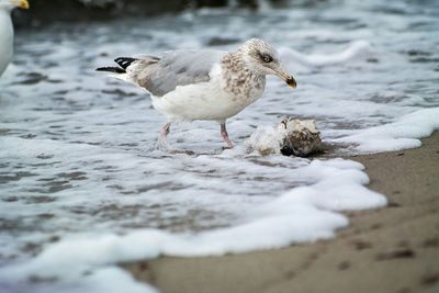 Seagull flying over water