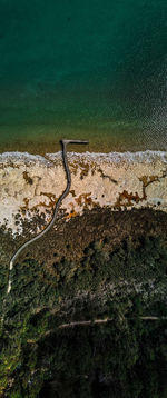 High angle view of starfish on land