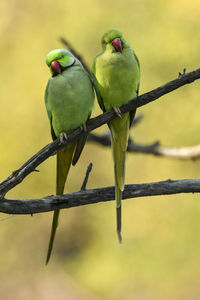 View of birds perching on branch
