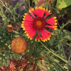 Close-up of red flower