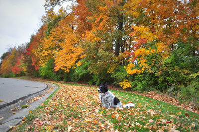 Dog on autumn tree against sky