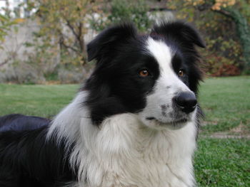 Close-up of dog on grass