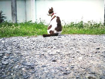 View of a cat on field