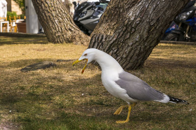 Seagull on a tree