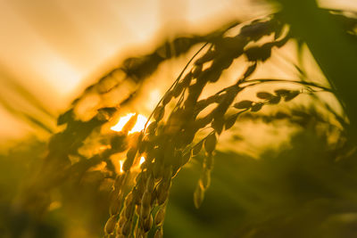 Close-up of rice plants on sunny day