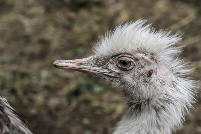 Close-up of a bird