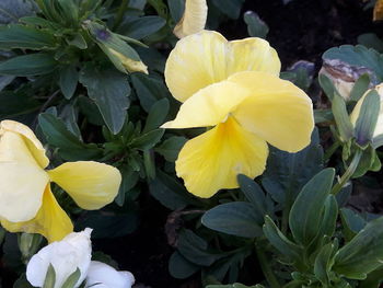 Close-up of yellow flowering plant