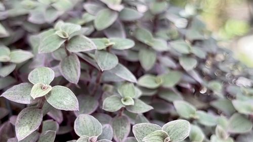 Close-up of plants