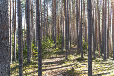 Pine trees in forest