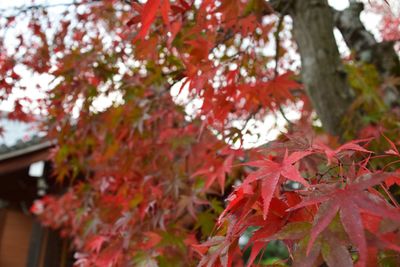 Close-up of leaves on tree