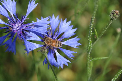 Close-up of insect on purple flower