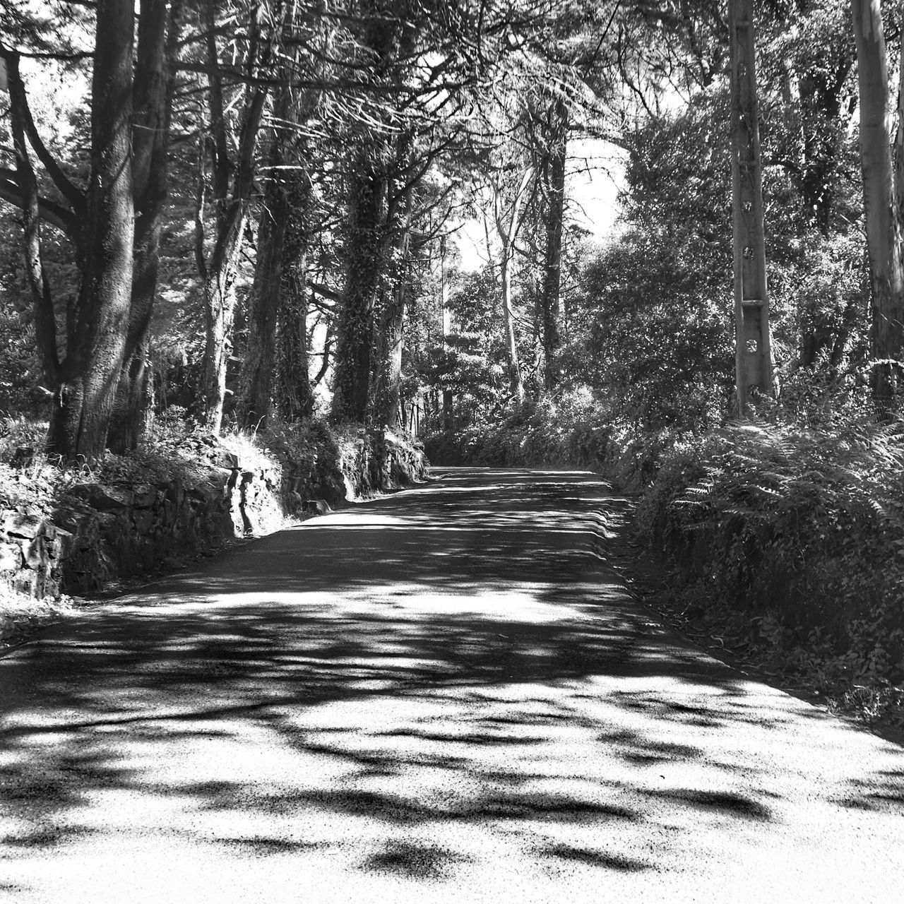 ROAD AMIDST TREES IN FOREST