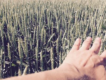 Hand above green wheat