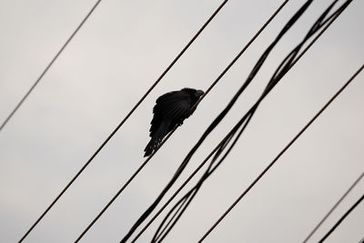 Low angle view of bird perching on cable