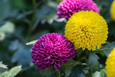 Close-up of pink flower